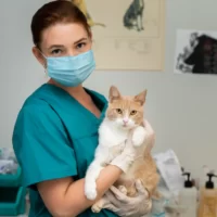 Minimización del estrés en pacientes felinos - Auxiliar de veterinaria