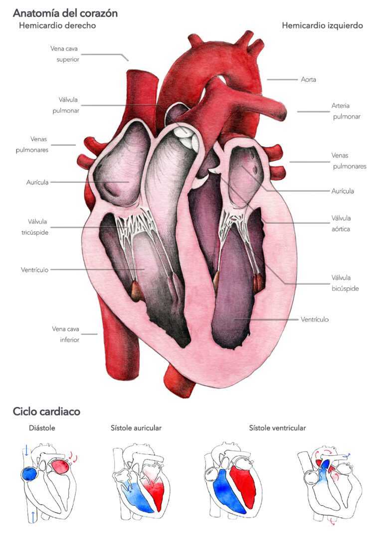 Anatomía del corazón. Sistema circulatorio. Ciclo cardiaco.