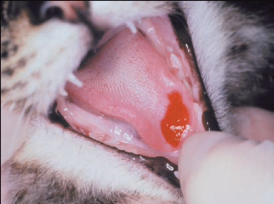 Calicivirus felino. Enfemedades infecciosas.